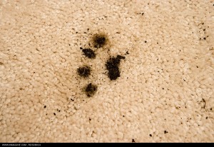 pet-stains-and-odours-300x206