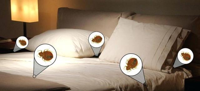 Image result for professional bed bug exterminator'"