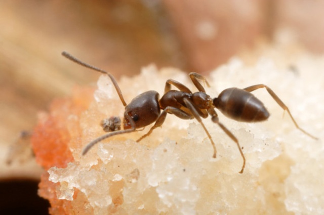 Citrus Impacts Ants